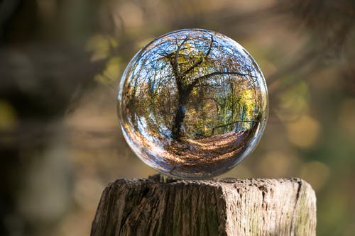 cristallo di vetro con riflesso di un albero 