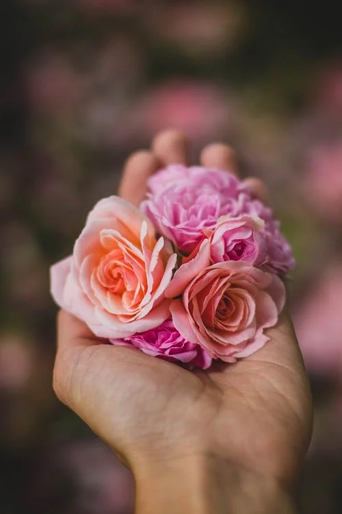 fiori di rosa in un palmo di una mano 