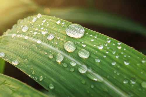 gocce d'acqua su delle foglie di una pianta 