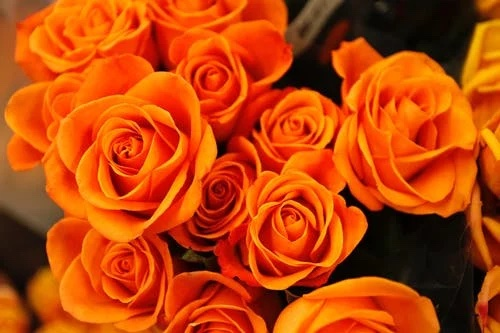 rose arancioni 