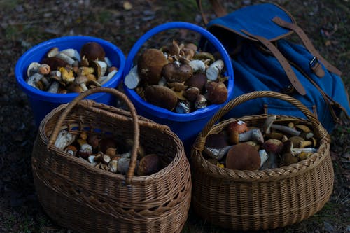 cesta di funghi raccolti nel bosco