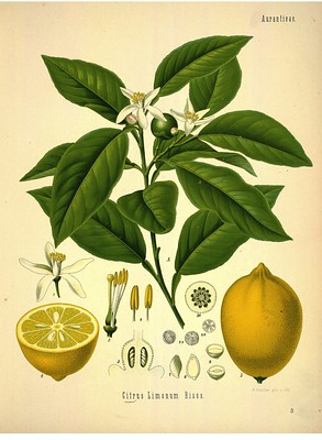 citrus limonum risso

