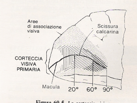corteccia cerebrale visiva disegno dal testo di Lefebure 
