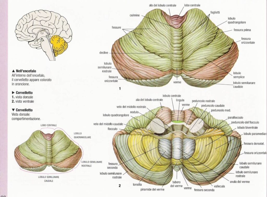 sistema nervoso centrale  cervelletto 
