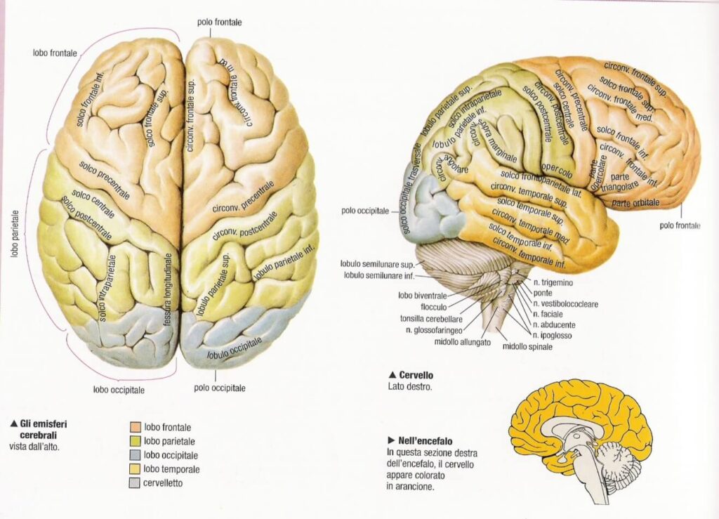 sistema nervoso centrale il cervello emisferi cerebrali 