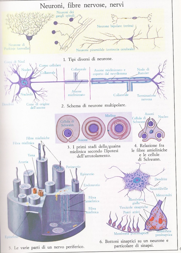 neuroni, fibre nervose, nervi