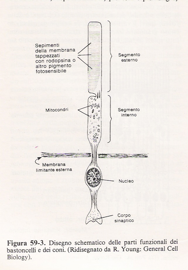 disegno schematico delle parti funzionali dei bastoncelli e dei coni ( Ridisegnato da R.Young: General Cell Biology)