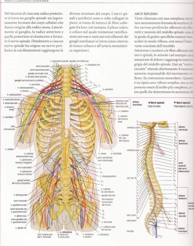 sistema nervoso centrale nervi spinali 