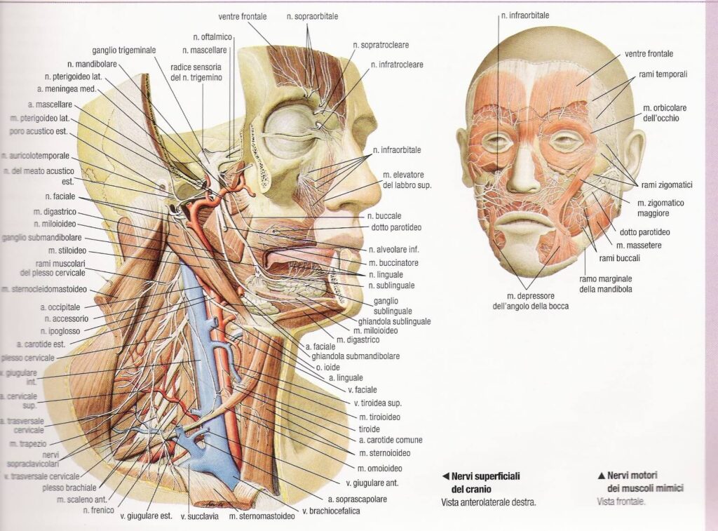 sistema nervoso centrale nervi superficiali del cranio 