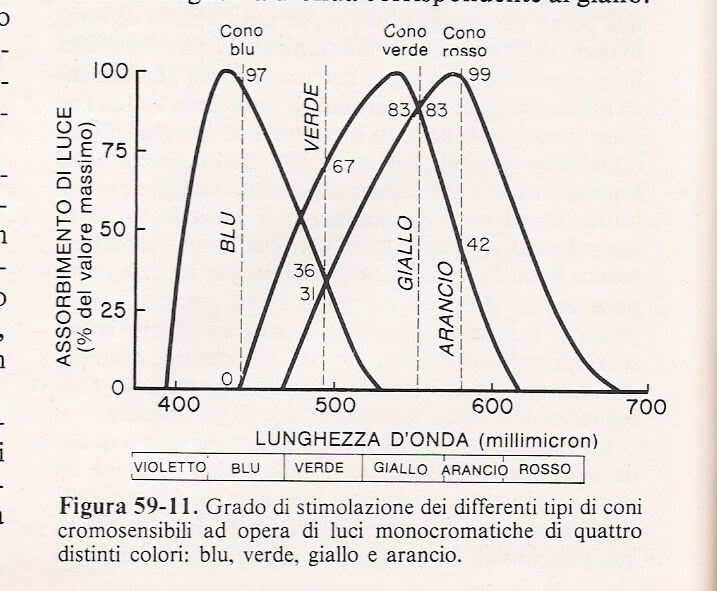 lunghezza d'onda
grado di stimolazione dei differenti tipi di coni cromosensibili ad opera di luci monocromatiche di quattro distinti colori: blu, verde, giallo e arancio 