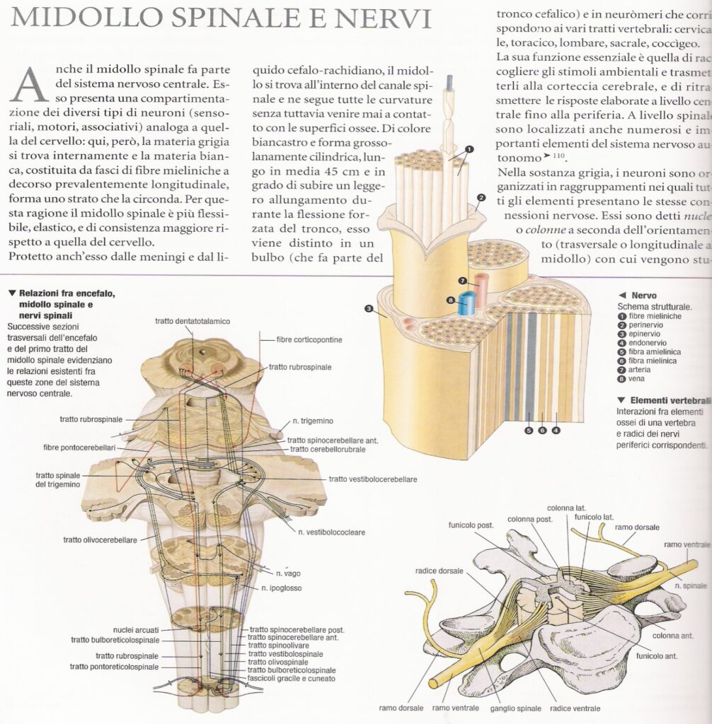 sistema nervoso centrale midollo spinale e nervi 