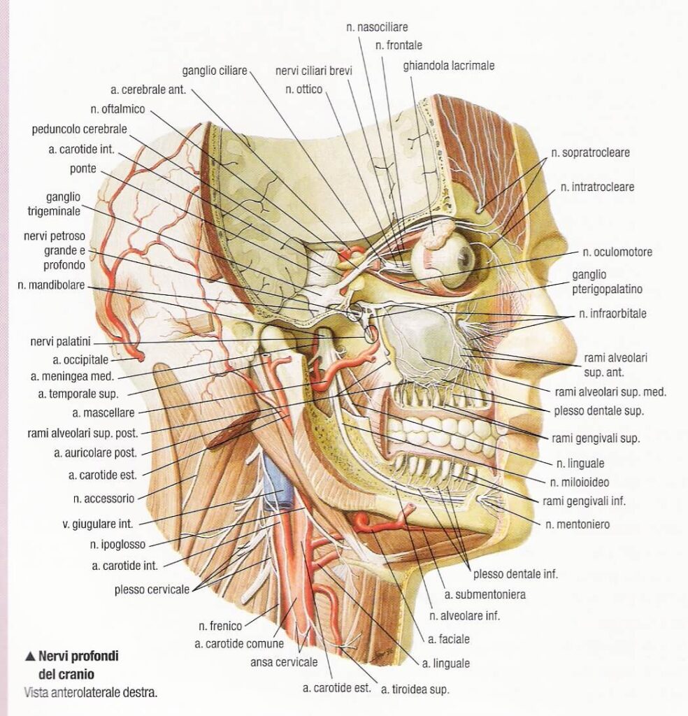 sistema nervoso centrale nervi profondi del cranio vista anterolaterale destra 