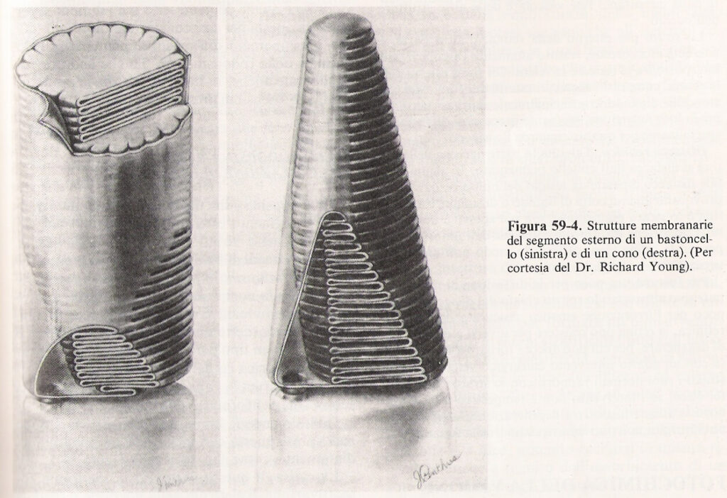 strutture memabranarie del segmento esterno di un bastoncello e di un cono Dr. Richard Young