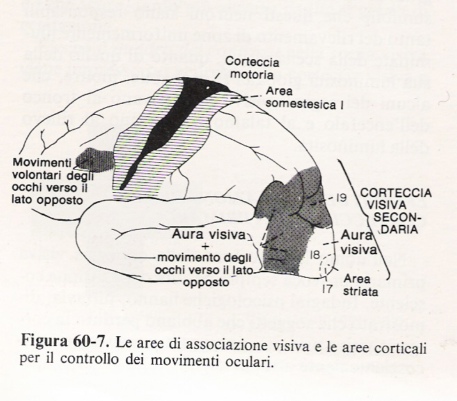 aree di associazione visiva e le aree corticali per il controllo dei movimenti oculari 