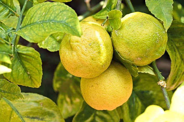 pianta di limone