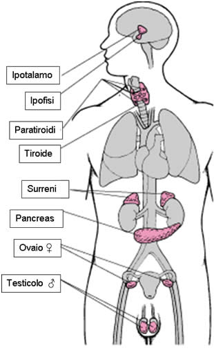 ormoni associati agli organi 