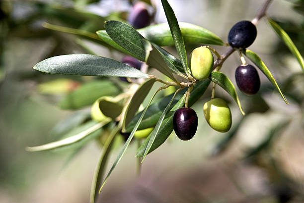  pianta olio d'oliva stadi di maturazione 

